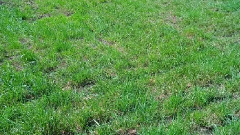 Odrastająca ruń na łące po podsiewie