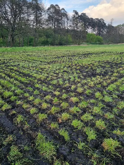 Siew krzyżowy na łące